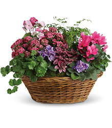 Simply Chic Mixed Plant Basket from Arjuna Florist in Brockport, NY